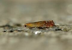 Lathronympha strigana