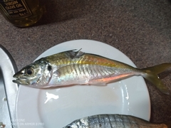 Caranx rhonchus