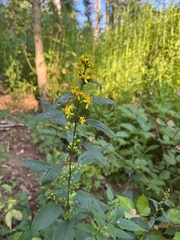 Solidago flexicaulis