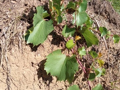 Vitis rupestris