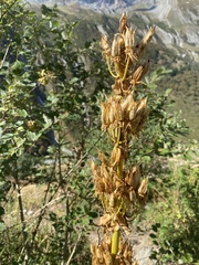 Gentiana lutea