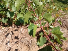 Vitis rupestris