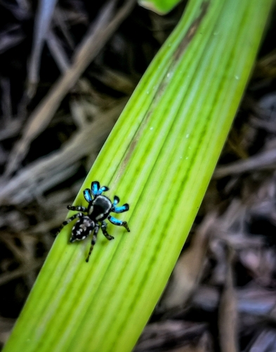 Habronattus cambridgei