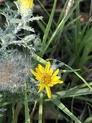 Xanthisma spinulosum
