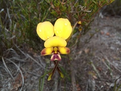 Diuris