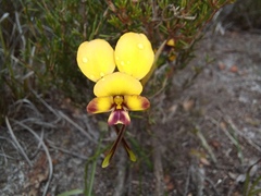 Diuris