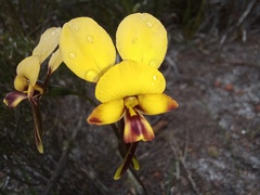Diuris