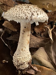 Amanita cokeri