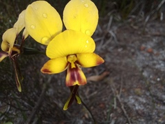 Diuris