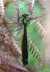 Calopteryx