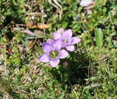 Gentianella rhaetica