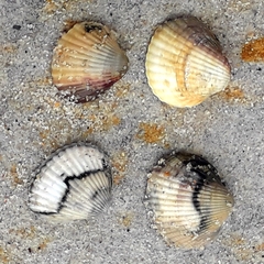 Cerastoderma edule
