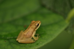 Polypedates maculatus