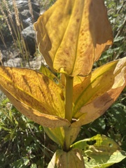 Gentiana lutea