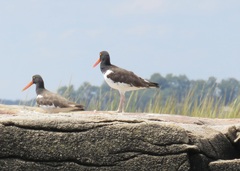 Haematopus palliatus