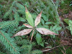 Lysimachia borealis