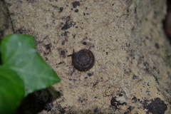 Helicodonta obvoluta