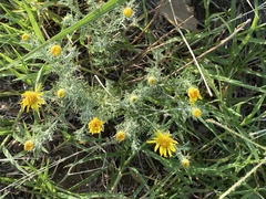 Xanthisma spinulosum