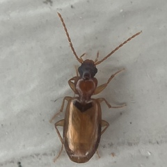 Axinopalpus fusciceps