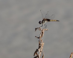 Macrodiplax balteata