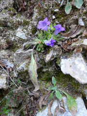 Campanula tubulosa