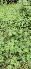 Mimosa diplotricha