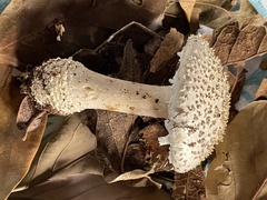 Amanita cokeri
