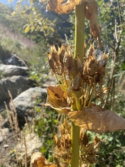 Gentiana lutea