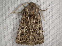 Tholera decimalis