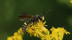 Cerceris atramontensis