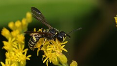 Cerceris atramontensis