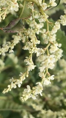 Koenigia alaskana