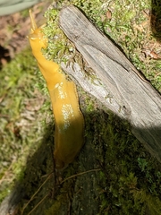 Ariolimax columbianus