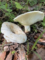 Lactifluus piperatus
