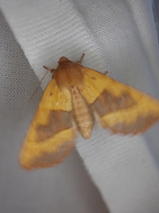Atethmia centrago
