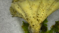 Cotylidia diaphana