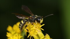 Cerceris atramontensis