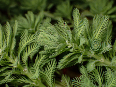 Myriophyllum aquaticum
