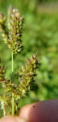 Echinochloa muricata