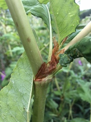 Koenigia alaskana