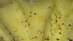 Cotylidia diaphana