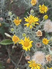 Xanthisma spinulosum