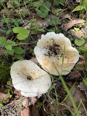 Lactifluus piperatus