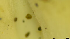 Cotylidia diaphana