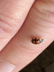 Adalia decempunctata