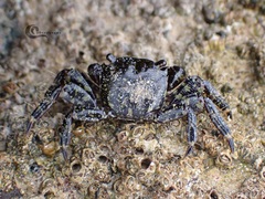 Pachygrapsus marmoratus