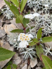 Anaphalis morrisonicola