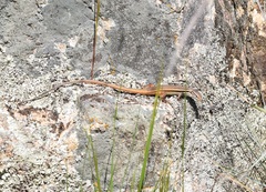 Psammodromus algirus
