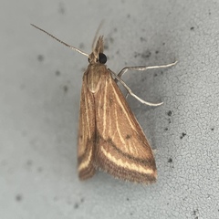 Microtheoris ophionalis