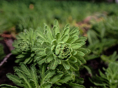 Myriophyllum aquaticum